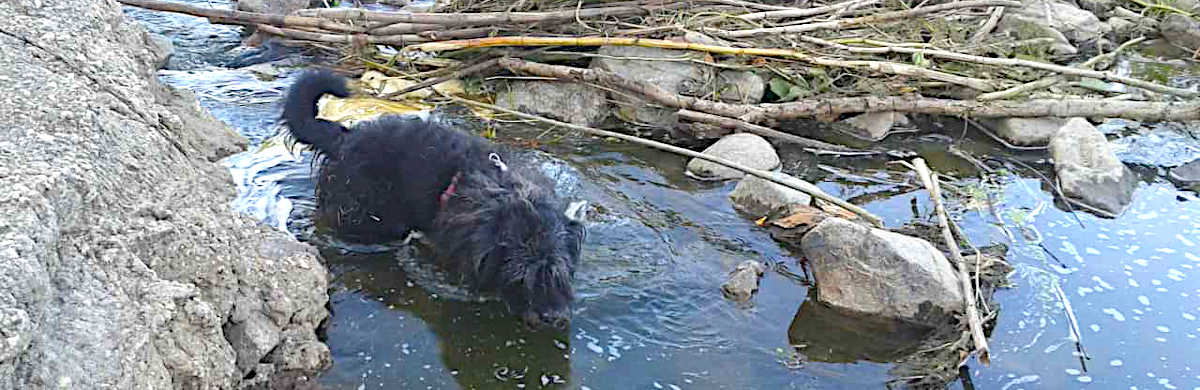 Chiko badet in der Mulde